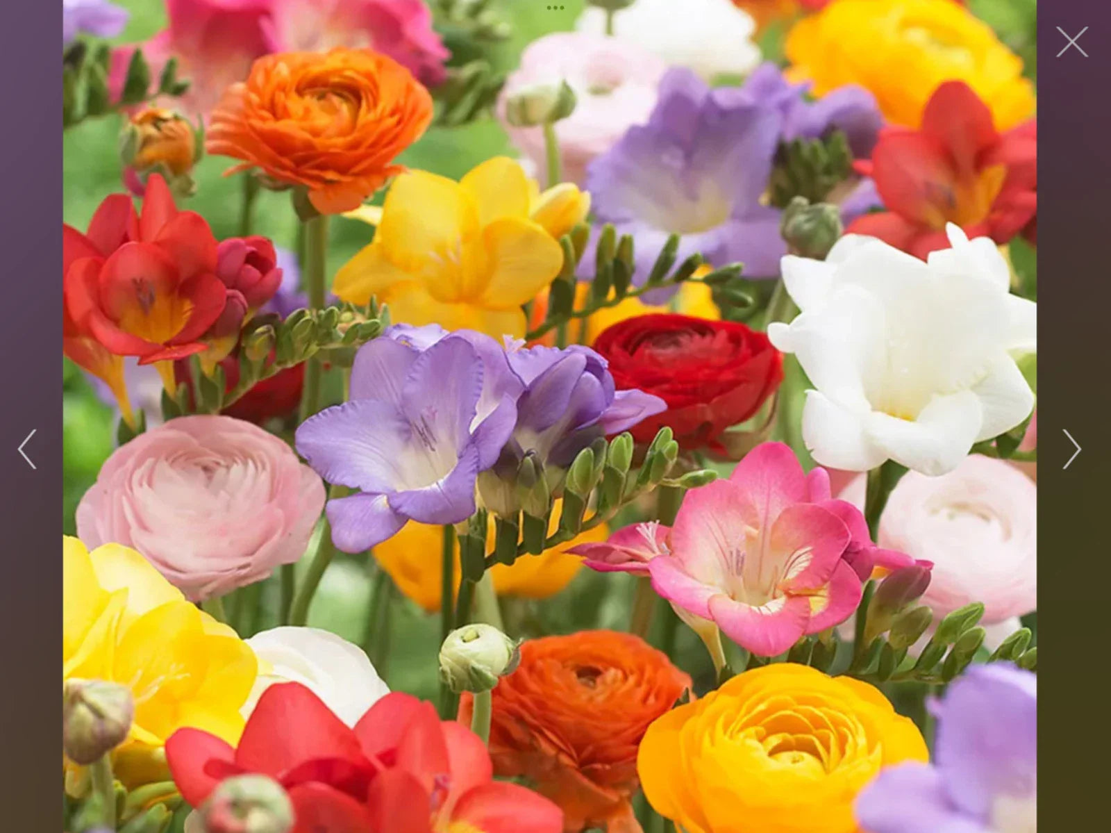 Freesia and Ranunculus Seed Collection, 150 Seeds (110 Freesia, 40 Ranunculus) - Flower Seeds for Garden Planting