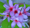 Light Purple Pink Plumeria Seeds - 5 Perennial Flower Plants - Frangipani (Plumeria spp.)