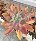 6-Inch Graptoveria Fred Ives Succulent Cutting - Healthy Rare Live Plant for Easy Care - Ideal for Home Decor