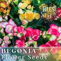 Dreamscape Blend Begonia Seeds - Non-GMO Flower Seeds - 45 or 125 Count - Begonia spp.