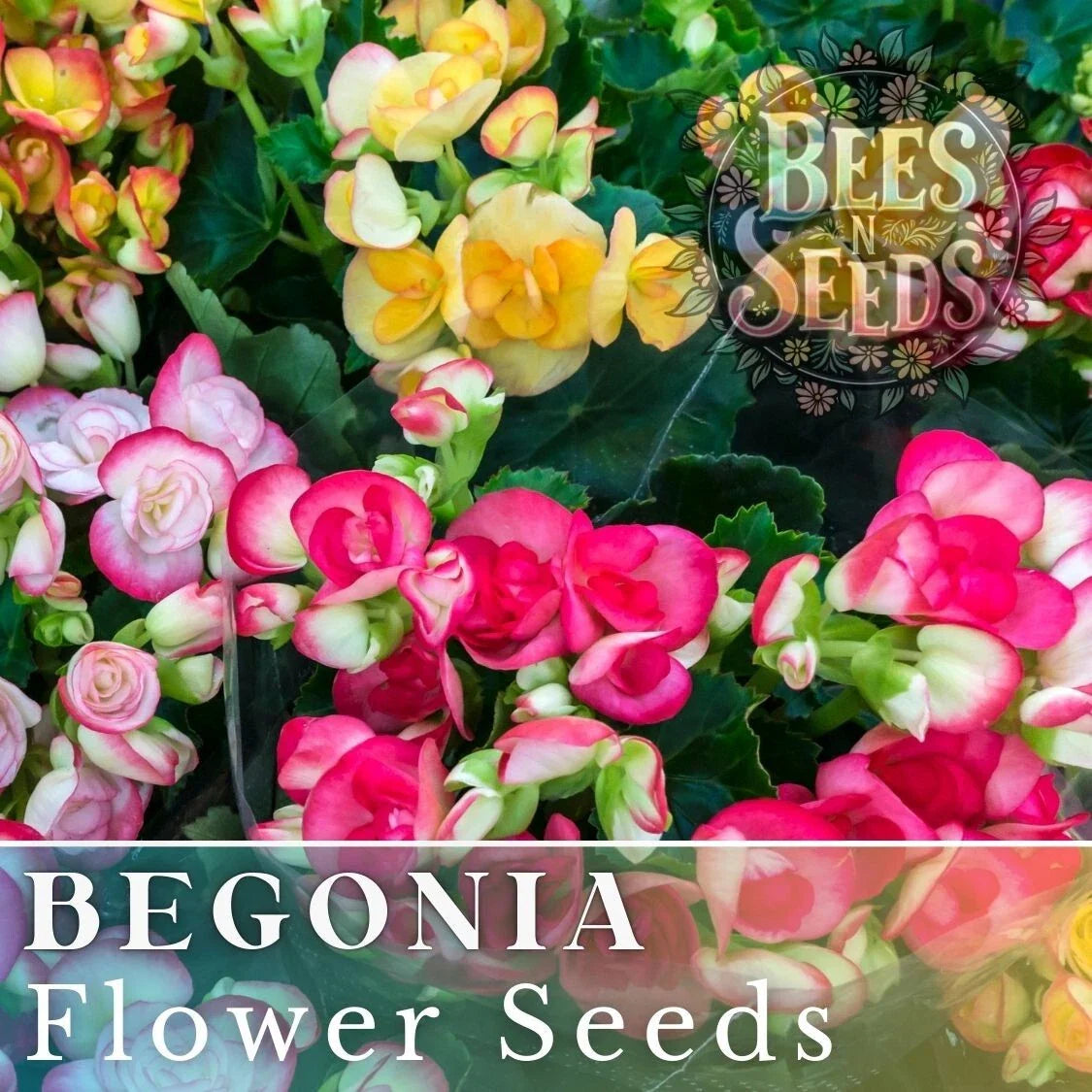 Dreamscape Blend Begonia Seeds - Non-GMO Flower Seeds - 45 or 125 Count - Begonia spp.