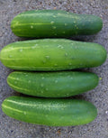 Straight Eight Slicing Cucumber Seeds - 50+ Seeds - Cucumis sativus - Non-GMO, Heirloom Variety, Ideal for Home Gardening