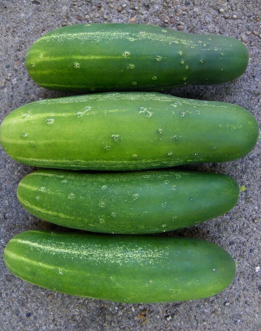 Straight Eight Slicing Cucumber Seeds - 50+ Seeds - Cucumis sativus - Non-GMO, Heirloom Variety, Ideal for Home Gardening