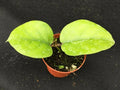 Hoya Cardiophylla Rooted Plant 2.5" Pot Green Foliage Houseplant