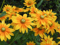 Rudbeckia Irish Spring Seeds - 20 Pack - Black-Eyed Susan - Perennial Flower Seeds - Garden Planting