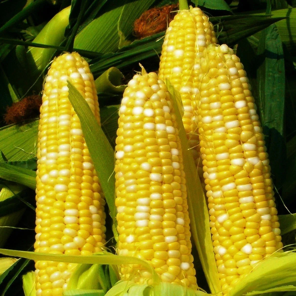 Sweet Corn Seeds | Bicolor Yellow White SE Hybrid | Bilicious | 2025
