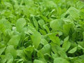 Organic Heirloom Arugula Seeds - Premium Roquette Variety - Fresh Non-GMO Garden Seeds for Planting