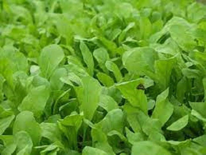 Organic Heirloom Arugula Seeds - Premium Roquette Variety - Fresh Non-GMO Garden Seeds for Planting