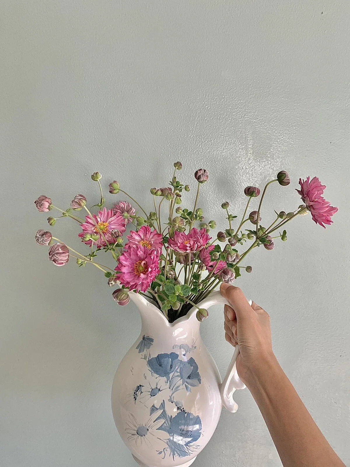 Pink Japanese Anemone Bare Root Plant, Hardy Perennial, Fall Blooming, Anemone hupehensis