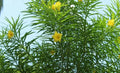 Lucky Nut Bush Seeds - 5 Pack - Thevetia peruviana - Tropical Flowering Plant Seeds for Planting