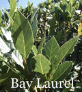 Sweet Laurel Bay Tree Cuttings - 50 Count - Laurus nobilis - Fast Shipping