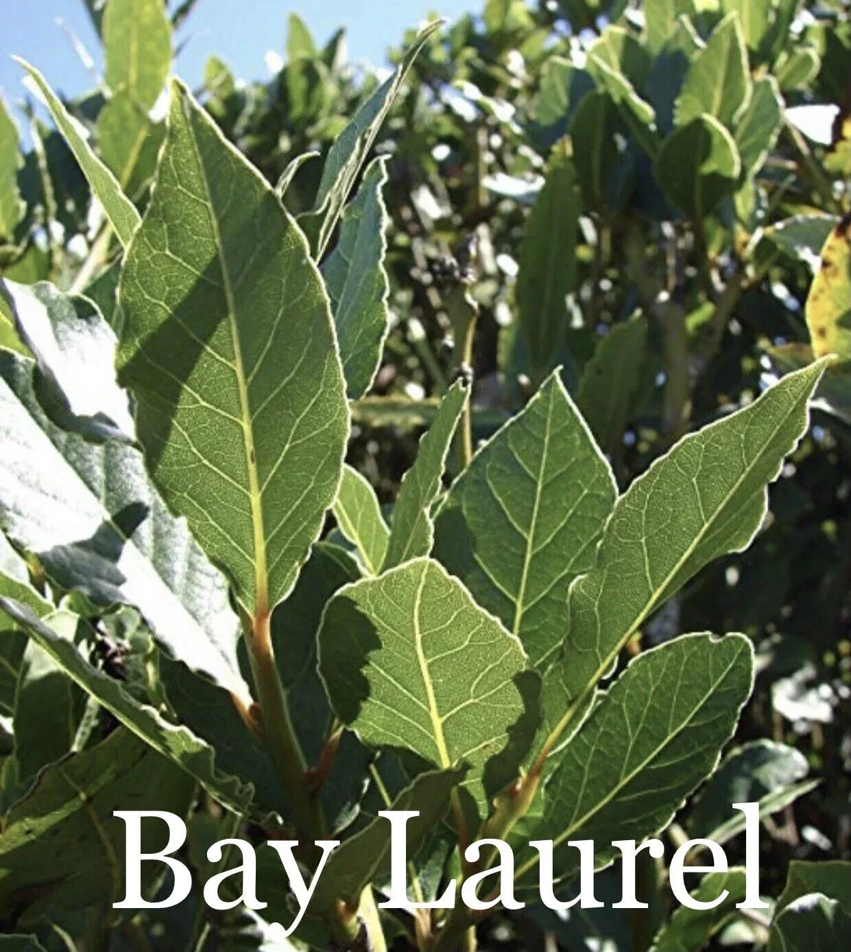 Sweet Laurel Bay Tree Cuttings - 50 Count - Laurus nobilis - Fast Shipping