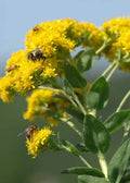Stiff Goldenrod Seeds - 100+ Heirloom Seeds for Planting - Oligoneuron rigidum - Native Perennial Wildflower
