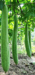 Luffa Gourd Seeds - Fresh Sponge Gourd Seeds - Luffa aegyptiaca