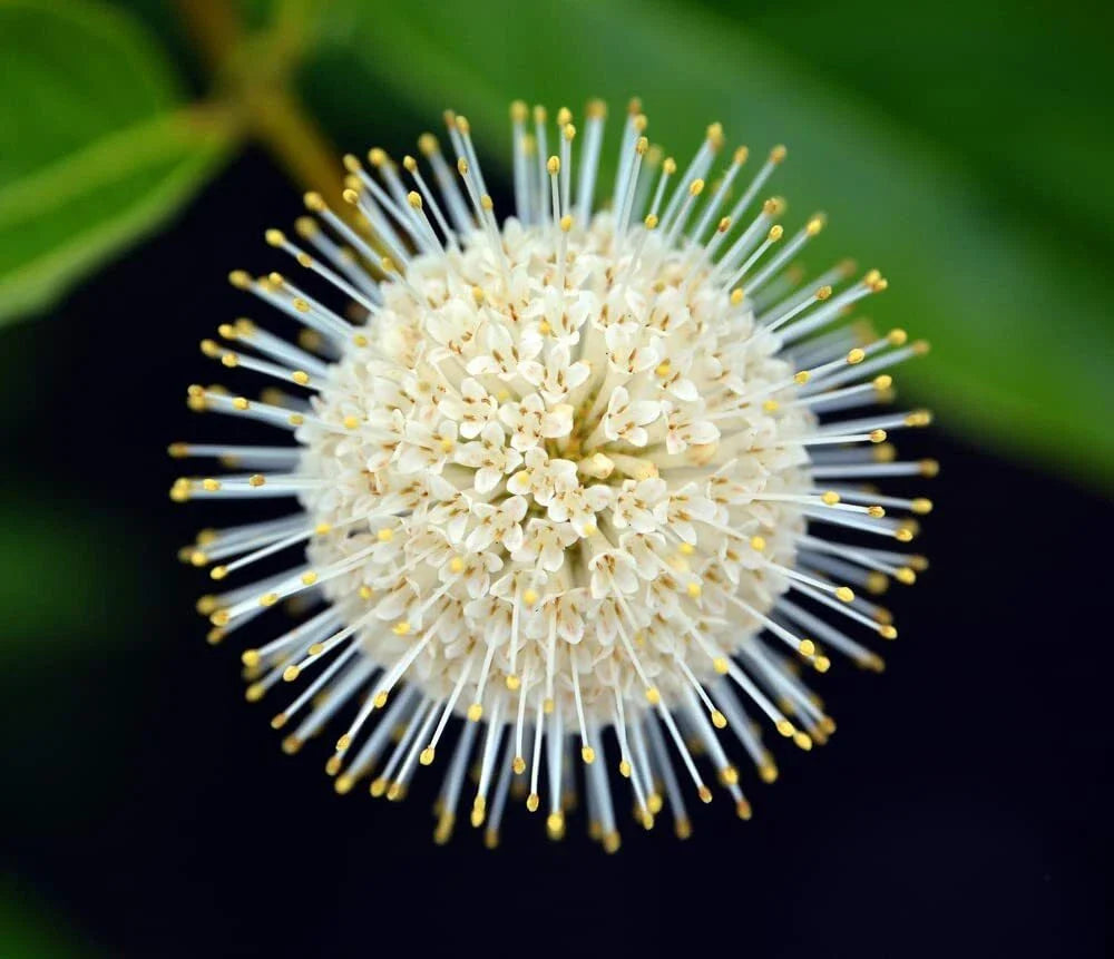 Buttonbush Seeds for Planting, 100 Count, Cephalanthus occidentalis, Native Perennial, Wetland Plant, Pollinator Friendly