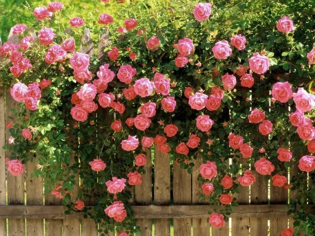 Pink Climbing Rose Seeds - 10 Fragrant Rosa Bush Vine Climber for Butterfly Gardens