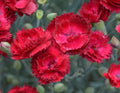 Electric Red Dianthus Bareroot Plant (1) - Pretty Poppers, Full Sun, Deciduous Foliage, Native to USA, Summer Blooms