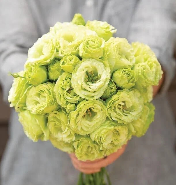 Lisianthus Flower Seeds - 20 Pelleted Clear Green Rosanne 2 Seeds for Planting - Eustoma grandiflorum