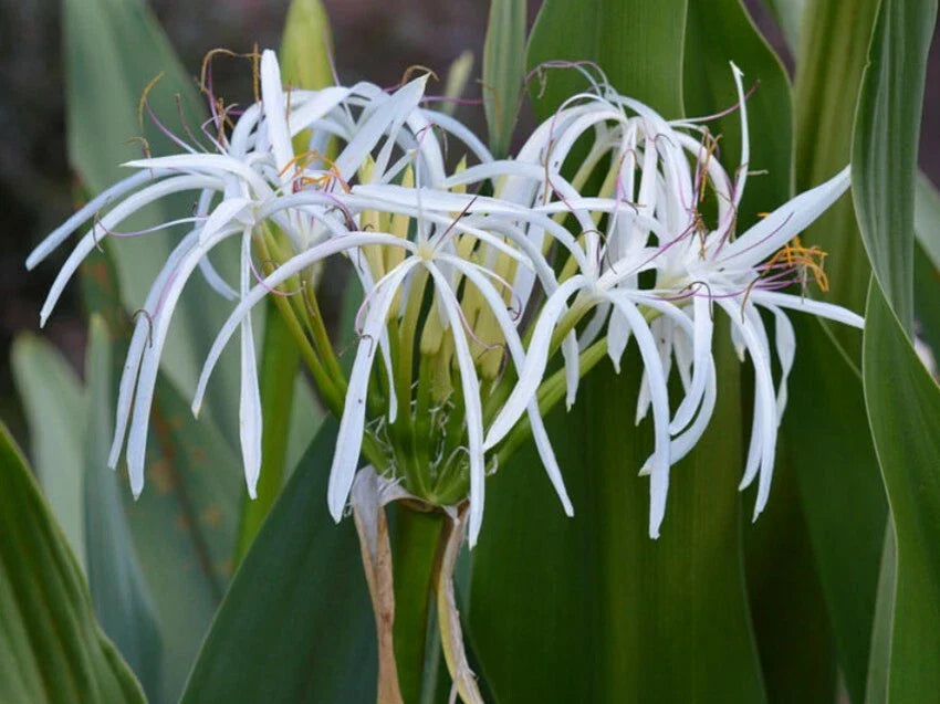 Live Rooted White Spider Crinum Lily Amoenum - Giant Flowering Starter Plant - Aquatic Perennial for Gardens