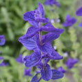 Clary Sage Seeds 200 Count Blue Monday Salvia Perennial Medicinal Non-GMO Sun or Shade Gardening
