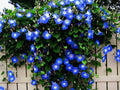 Blue Morning Glory Seeds - 300 Count - Climbing Vine - Ipomoea purpurea