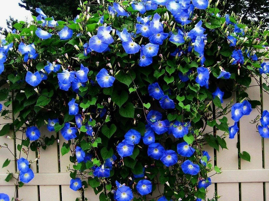 Blue Morning Glory Seeds - 300 Count - Climbing Vine - Ipomoea purpurea
