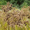 Wool Grass Seeds - Scirpus cyperinus - Native Wetland Plant for Landscaping and Erosion Control