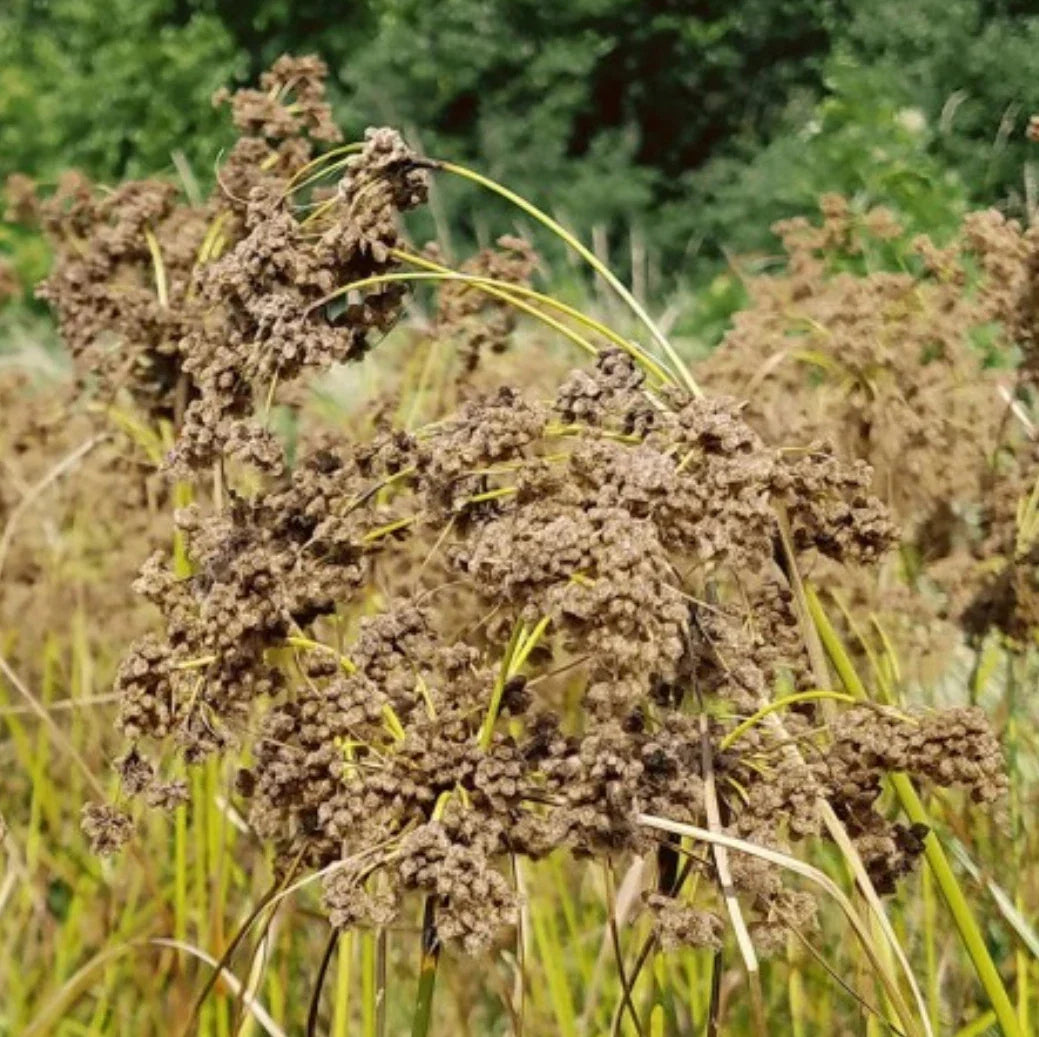 Wool Grass Seeds - Scirpus cyperinus - Native Wetland Plant for Landscaping and Erosion Control