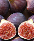 Turkish Fig Tree Cuttings - Bursa Siyahi Variety - Vigorous Grower - Ficus carica