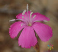 Lesotho Pink Carnation Seeds - 200+ Count - Dianthus caryophyllus - Ideal for Garden Planting - USA Grown