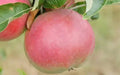 Apple Seeds for Planting - 25+ Sops in Wine Variety - Malus domestica - USA Grown, Free Shipping
