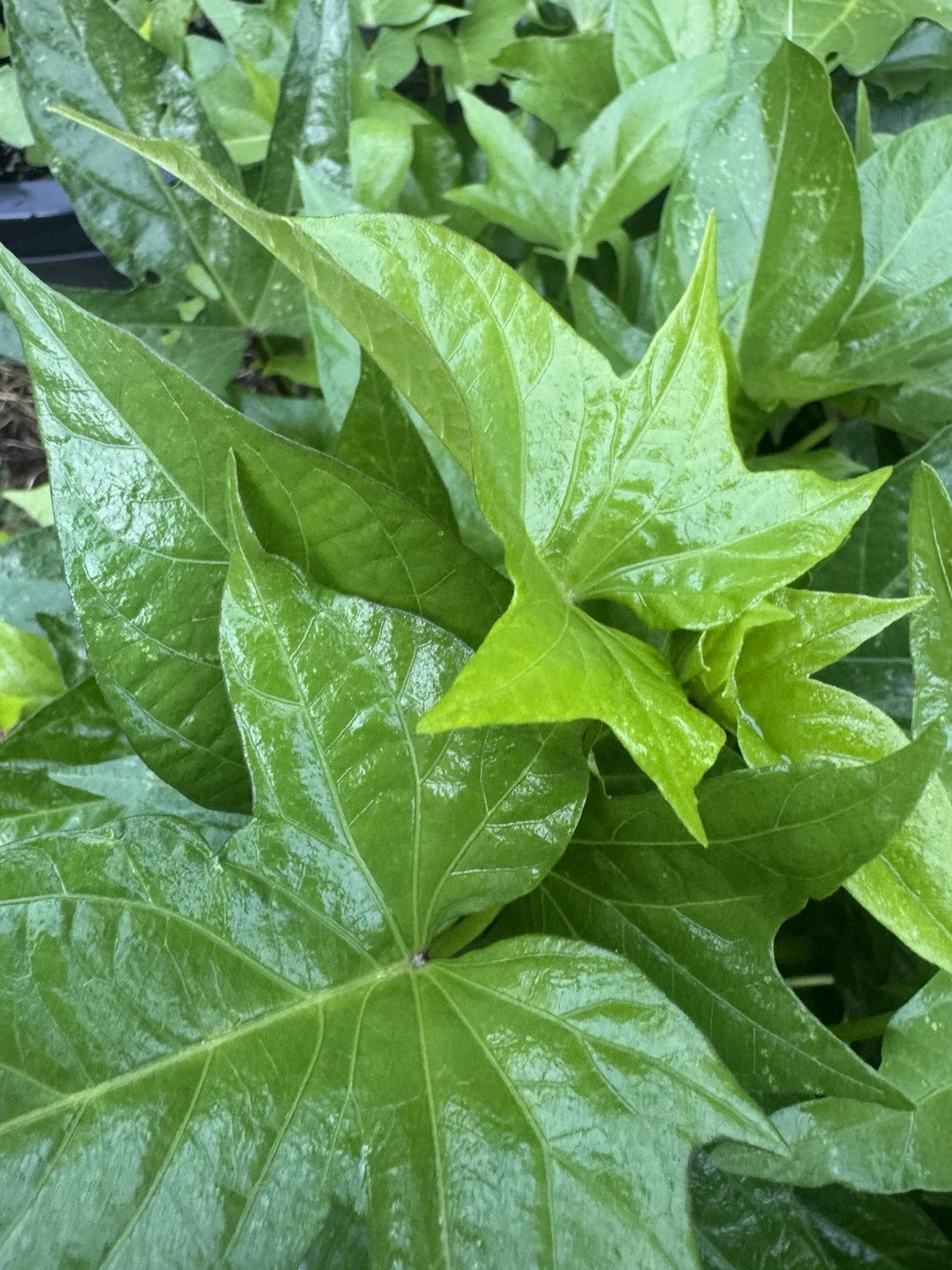 Okinawan Sweet Potato Slips - 5 Unrooted Cuttings - Unique Purple Variety - Ipomoea batatas