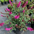 Raspberry Buddleia Starter Plant 2-4” | Butterfly Bush | Ships Without Pot | Buddleja davidii