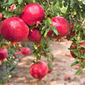 Red Pomegranate Tree Live Plant 8-10in Punica granatum 4in Pot