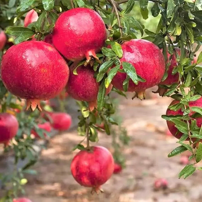 Red Pomegranate Tree Live Plant 8-10in Punica granatum 4in Pot