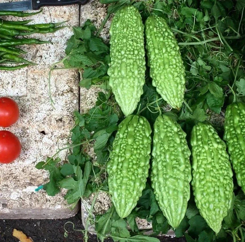 Live Green Bittermelon Plant - 8" Tall in 4" Pot - Rare Variety - Garden Ready (Momordica charantia)