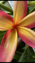 Hawaiian Plumeria Plant Set of 5, Exquisite Frangipani Yellow Pinkish Blend, Plumeria spp.