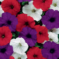 Petunia Seeds - Easy Wave Flag Mix - 10 Pelleted Seeds - Annual Flower Garden Plant (Petunia hybrida)