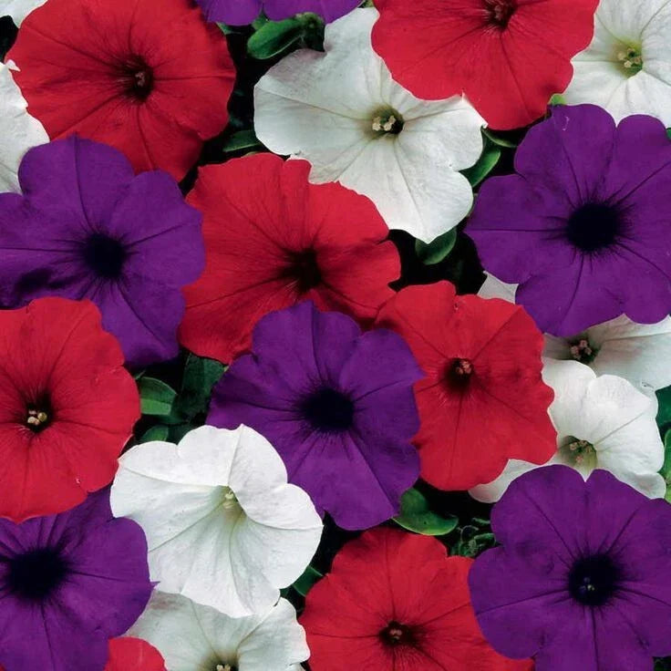 Petunia Seeds - Easy Wave Flag Mix - 10 Pelleted Seeds - Annual Flower Garden Plant (Petunia hybrida)