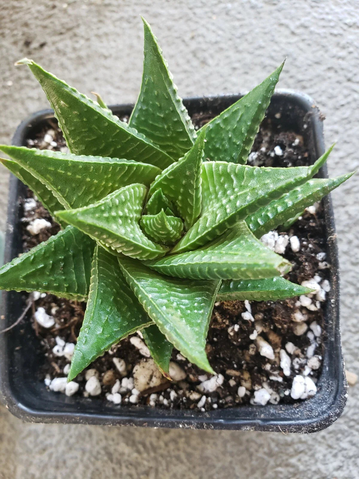 Gasteria Limifolia Plant - Large 5" Diameter Fairy Washboard Spiral Succulent - Unique Indoor Greenery