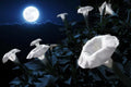 Tropical White Knight Vine Seeds - 20 Count - Night-Blooming, Reflects Moonlight - Exotic (Ipomoea alba)