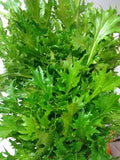 Mizuna Mustard Seeds - 5,000 Heirloom Bulk Seeds - Asian Variety - Vigorous Grower - Brassica rapa var. nipposinica