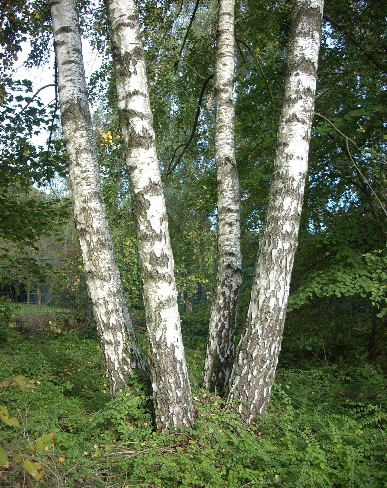 European White Birch Seeds, Silver Birch, Betula pendula alba, Verucossa Tree, Drought-Tolerant Tree Seeds for Planting