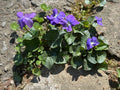 50 Wild Purple Violet Bulbs - Viola sororia - Native Flower Rhizomes for Garden Planting, Spring-Summer Bloom