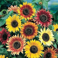 Autumn Beauty Sunflower Seeds, 100 Count, Vibrant Fall Colors, Helianthus annuus