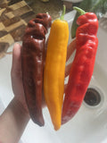 25 XL Sweet Pepper Seeds - Multicolor Vegetable Garden Variety for Easy Growing - Capsicum annuum