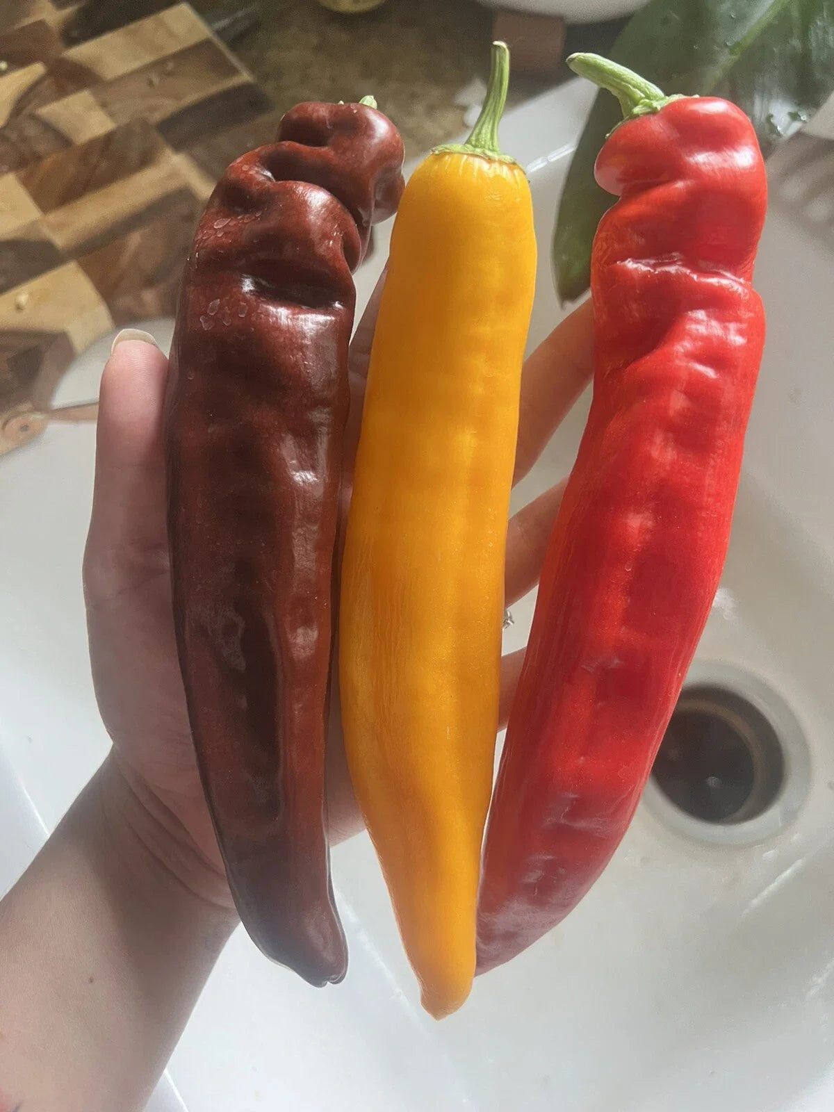25 XL Sweet Pepper Seeds - Multicolor Vegetable Garden Variety for Easy Growing - Capsicum annuum