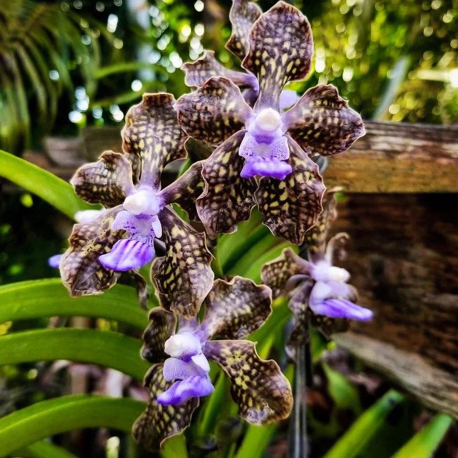 Papilionanda Ladda Fragrance 'Alina' - 4" Pot Rare Hybrid Fragrant Vanda Orchid