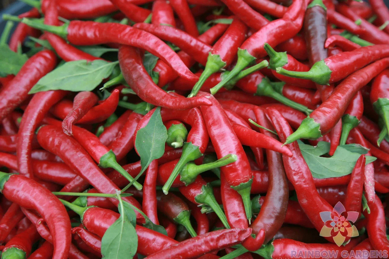 Carolina Cayenne Hot Pepper Seeds - 25+ Pack for Garden Planting - Capsicum annuum - USA Grown, Free Shipping