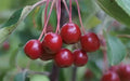 Siberian Crabapple Seeds - 25+ Count - Malus baccata - Ideal for Garden Planting - USA Grown